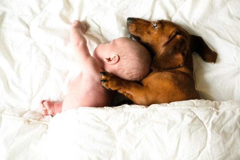 Children And Pets Sharing Beds Requires Extra Thought