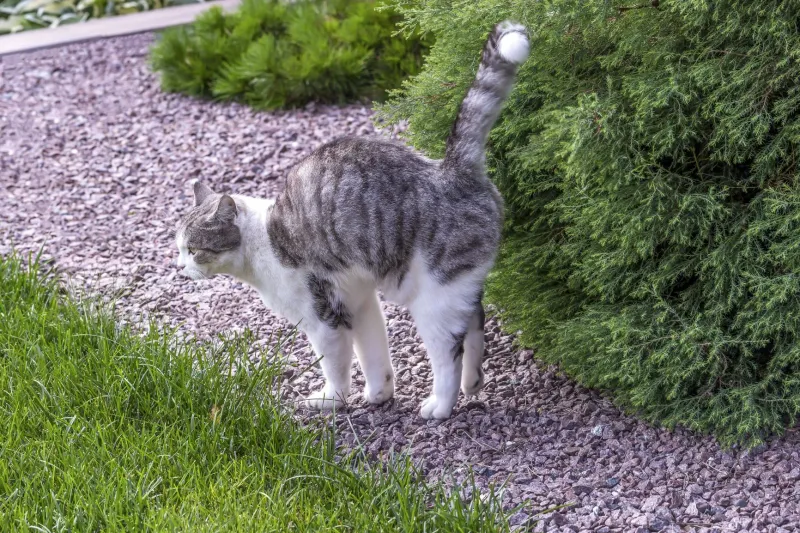 Territorial Instincts Emerge