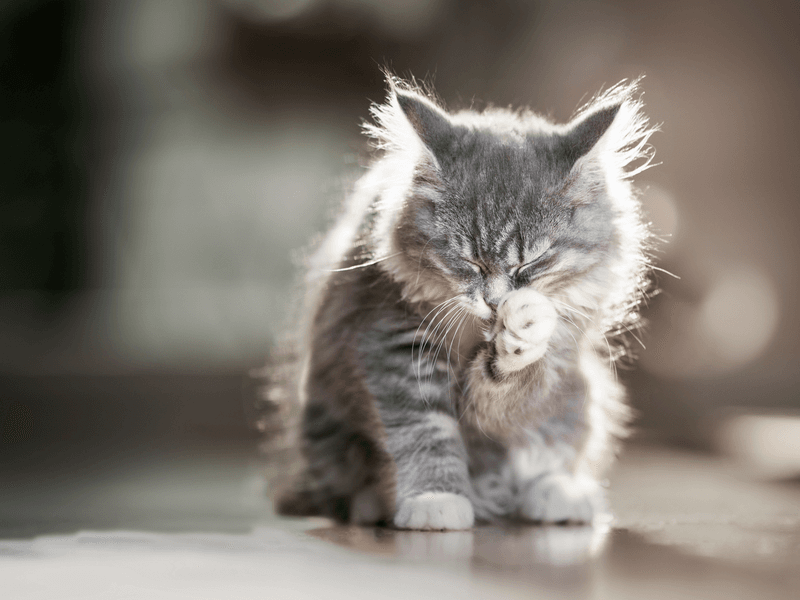 Grooming Skills And Cleanliness