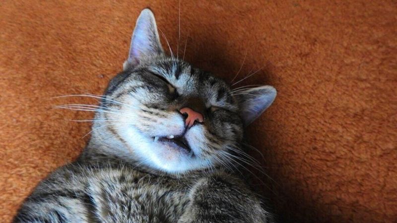 Loud Snoring Or Breathing Changes