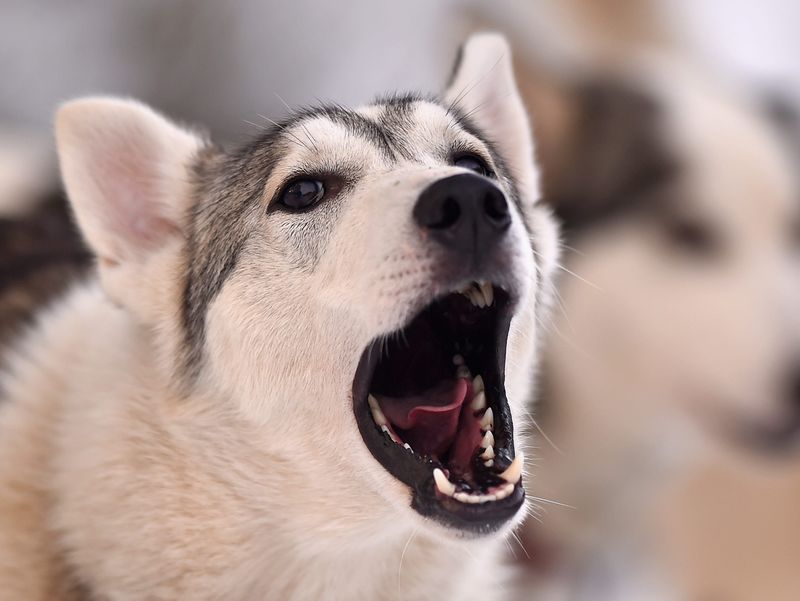 Howling At Sirens