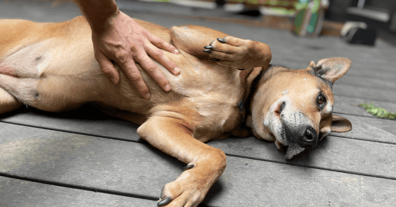 Offering Their Belly For Rubs