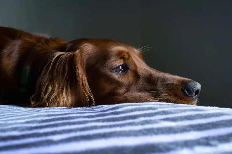 Whimpering At Night
