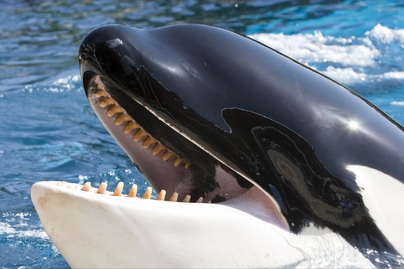 Teeth Designed For Precision Hunting