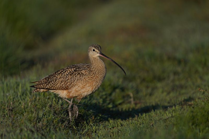 First Global Bird Extinction From Mainland Europe