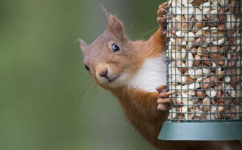 Dedicated Squirrel Feeding Stations