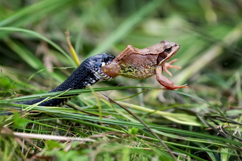 Disappearing Small Animals