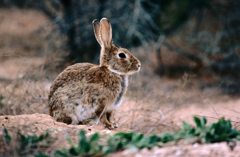 Multiplying Munchers: European Rabbit