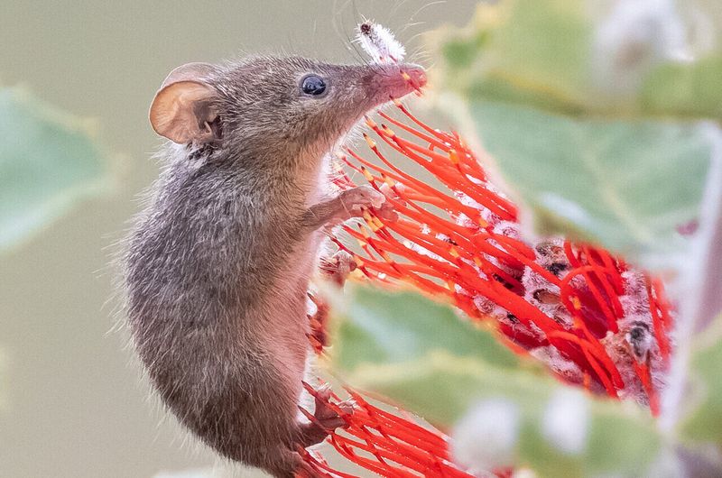 Marsupial Matchmakers: Possums