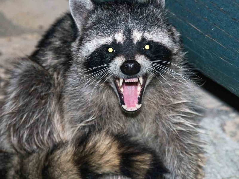 Midnight Marauders: Raccoons