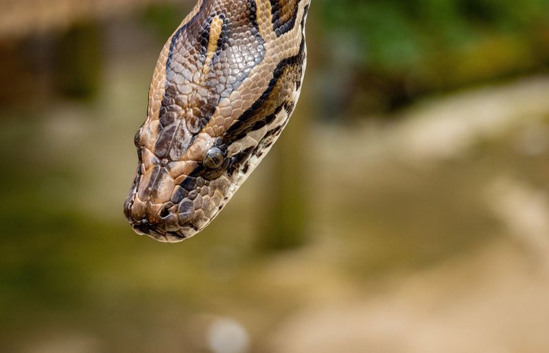 Florida's Slithering Giants