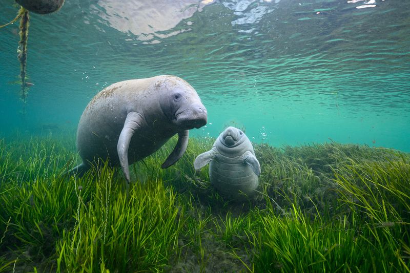Manatee