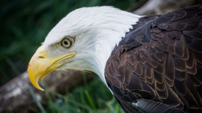 Bald Eagle