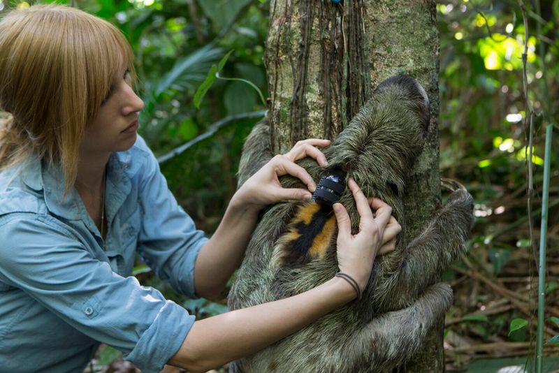 How Technology Is Helping Sloth Conservation
