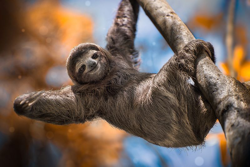 The Sloth's Unbothered Lifestyle