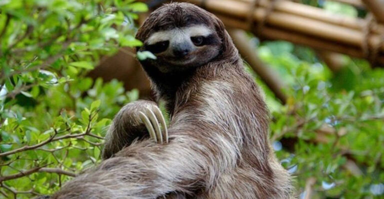Sloths Are Slow, But Their Fight Against Extinction Is Even Slower