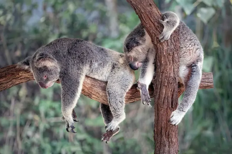 Koalas: Smooth-Brained Eucalyptus Addicts