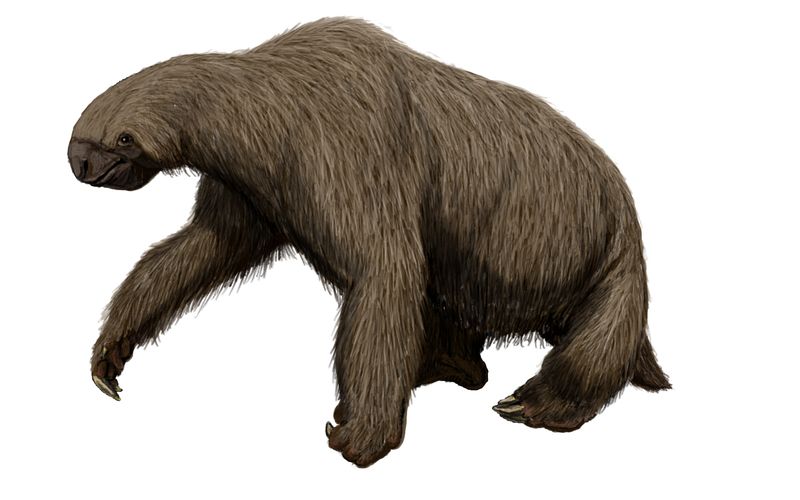 Megalonyx: Jefferson's Giant Claw