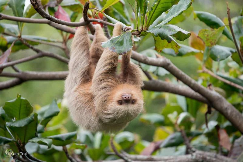 Conservation Efforts For Sloths