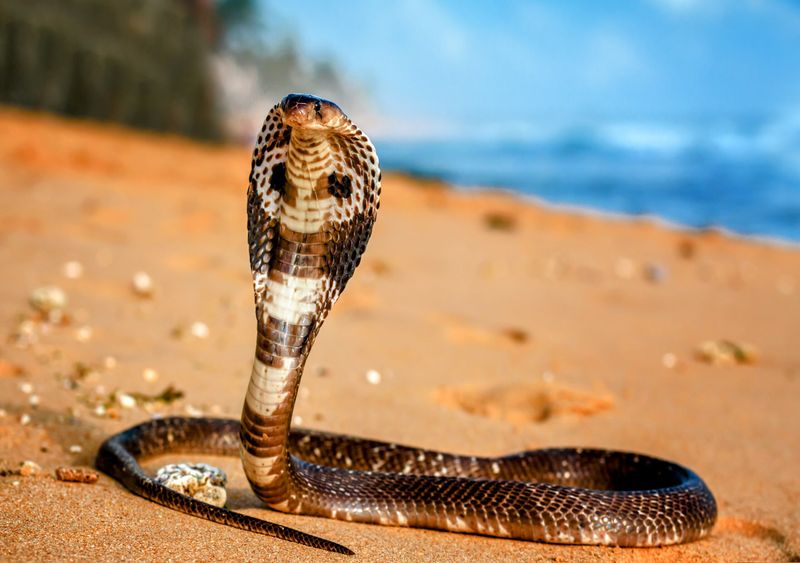 King Cobra (When Threatened By Other Species)