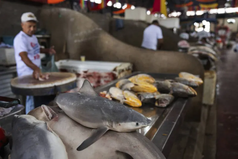 Rising Demand – New Markets For Shark Products