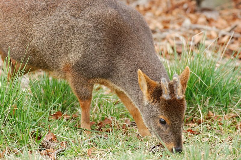 Even Camera Traps Struggle To Capture Them