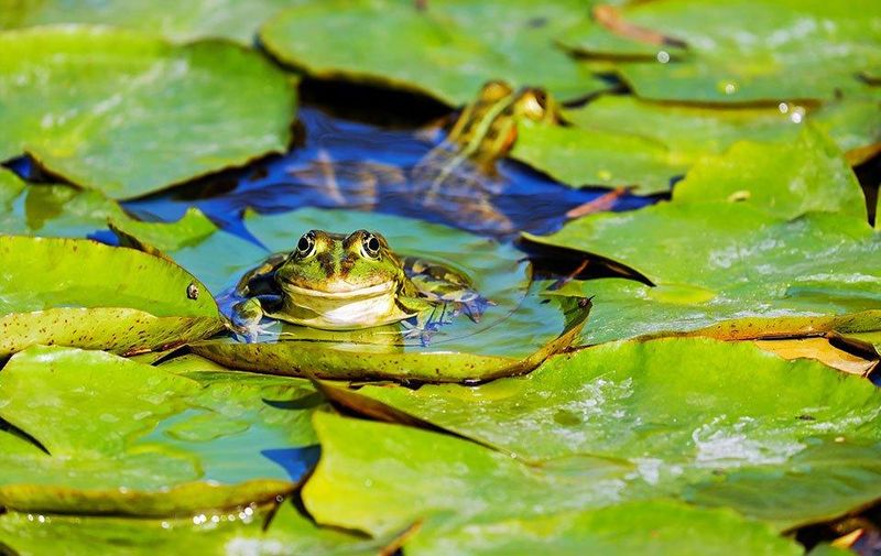 Water Feature Caretakers