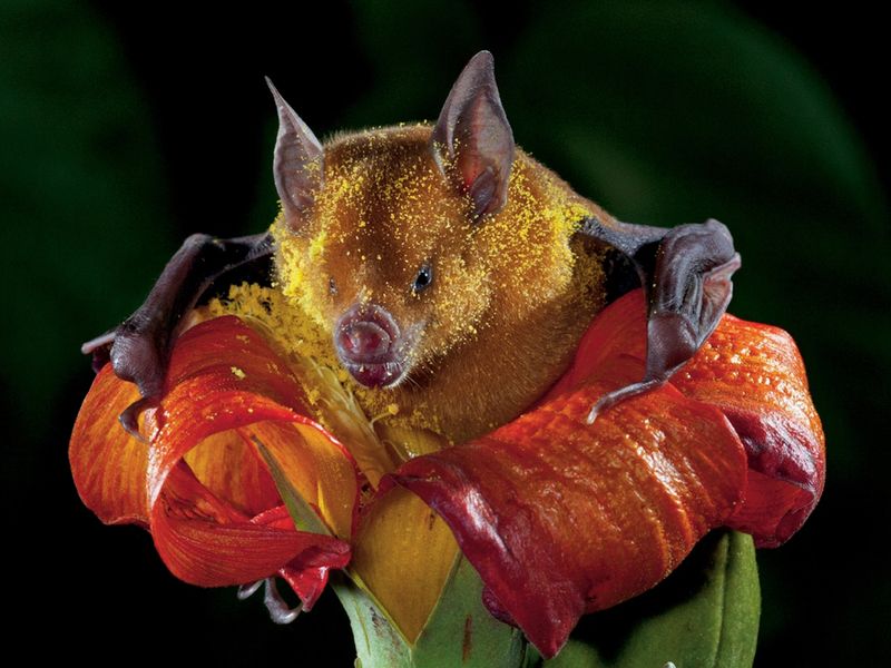 Fruit Bats With Nectar-Soaked Fur
