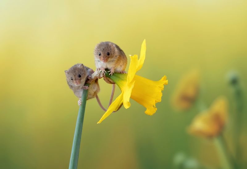 Mice That Climb For Nectar