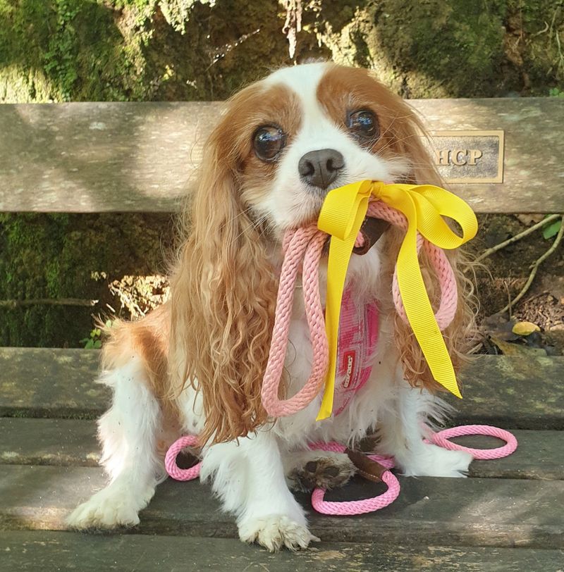 Toys With Ribbon Or String