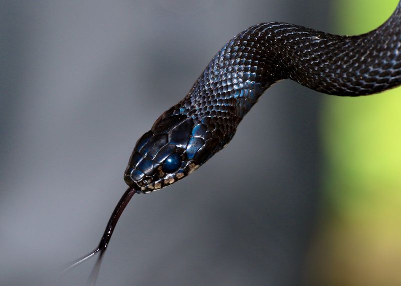 Droppings That Look Different From Other Wildlife