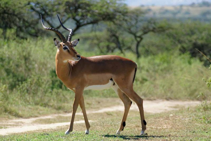 Significant Conservation Efforts