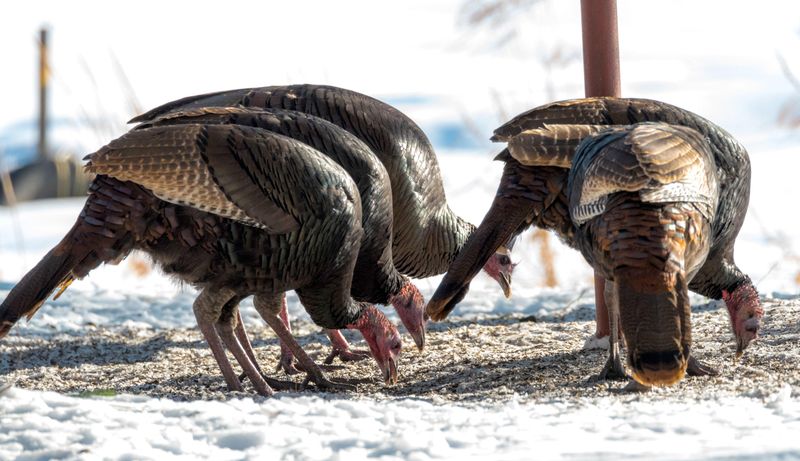 Grains Become Winter Staples
