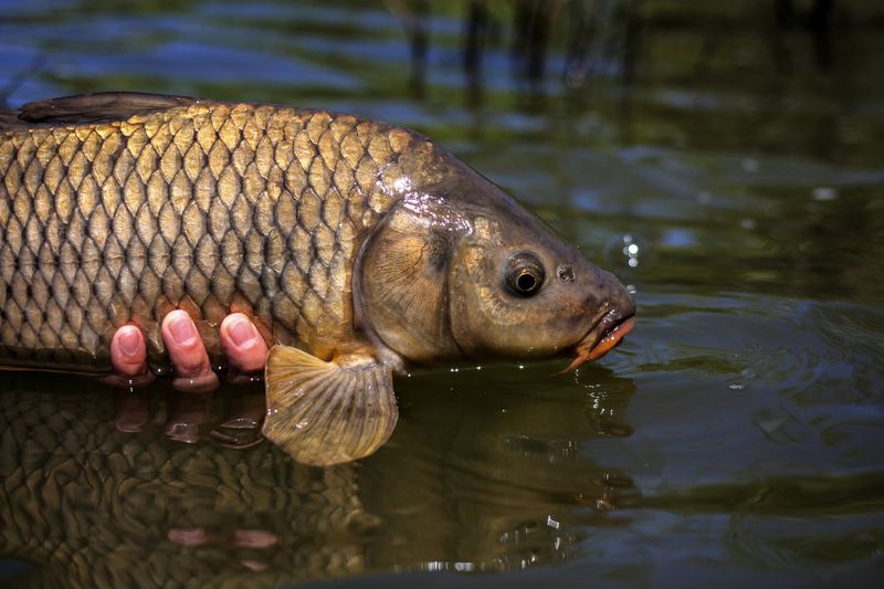 Common Carp: Nutrient Recyclers