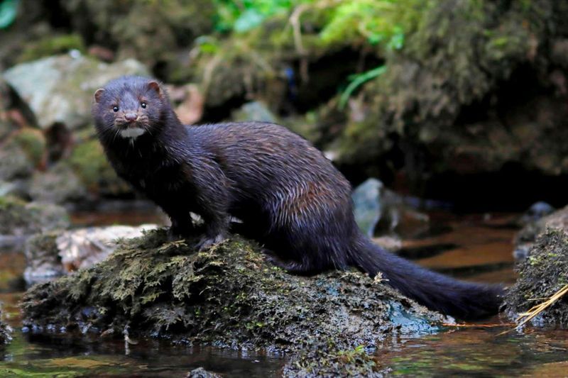 Escaped Mink Devastate Waterbird Colonies