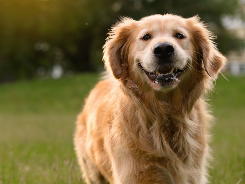 Happy-Faced Golden Retrievers