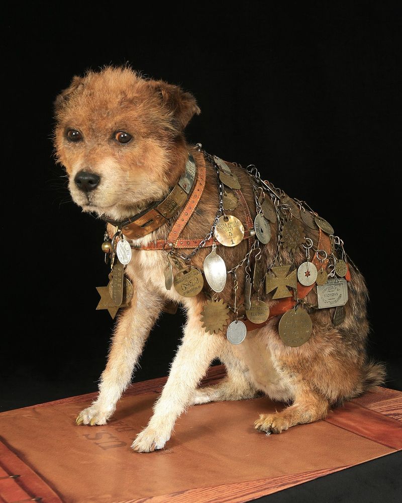 Owney: The Postal Service Mascot