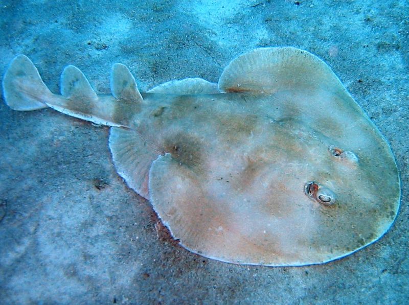 Lesser Electric Ray's Shocking Defense