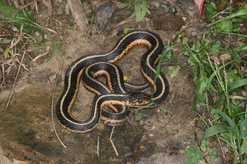 Ribbon of Color: Plains Garter Snake