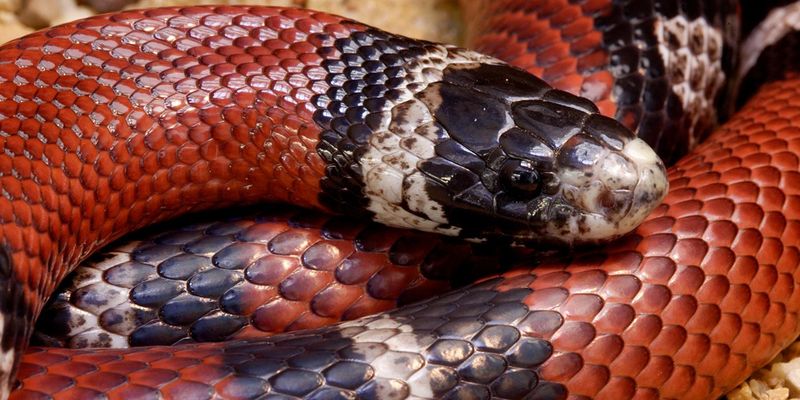 Milk Snake: The Convincing Contortionist