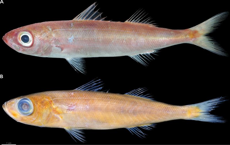 Papillated Redbait Fish
