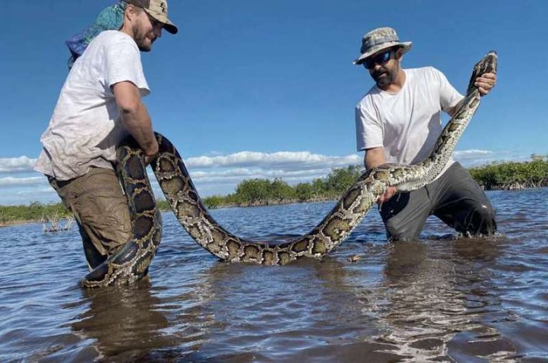 How Do They Find These Pythons?