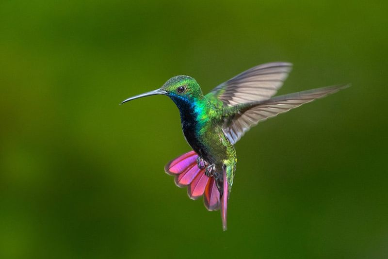 Hummingbird