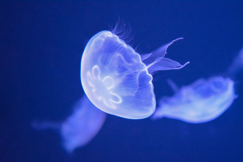 Jellyfish