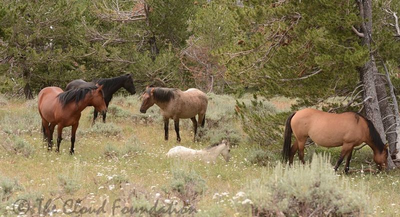 Horses