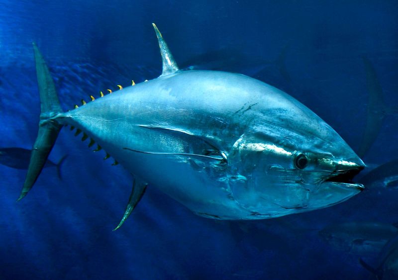 Fish: How Much Can They Swim Without A Tail Fin?