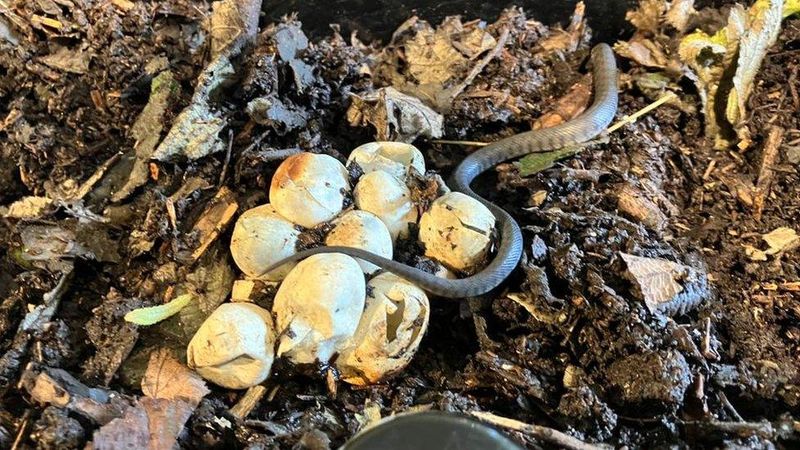 Snake Nurseries Discovered