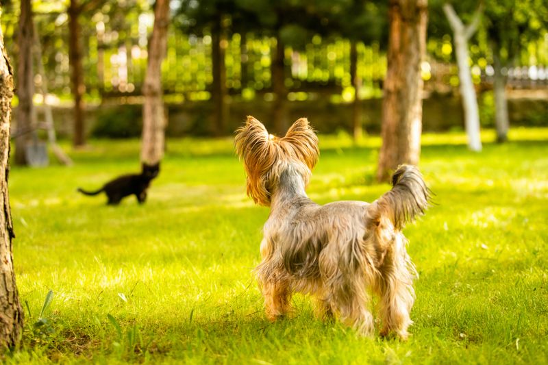 Aggressive Dogs: The Neighborhood Menace