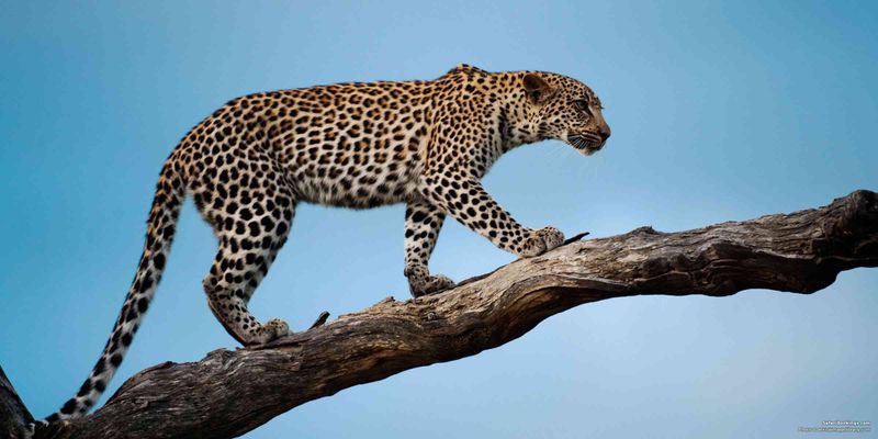 Leopards