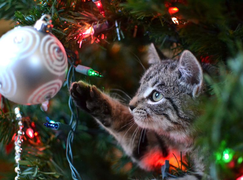 Holiday Decoration Demolishers